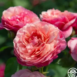 Heirloom Roses Uptown Girl™ Outlet