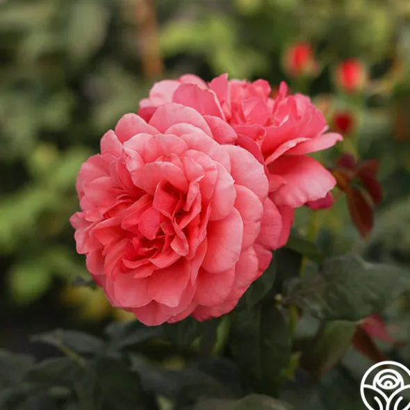 Heirloom Roses Uptown Girl™ Outlet