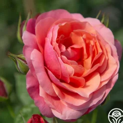 Heirloom Roses Uptown Girl™ Outlet