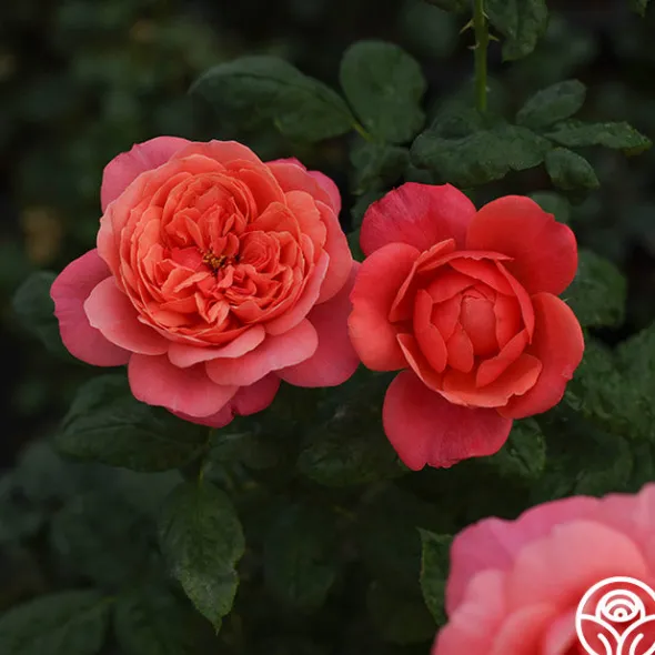 Heirloom Roses Uptown Girl™ Outlet