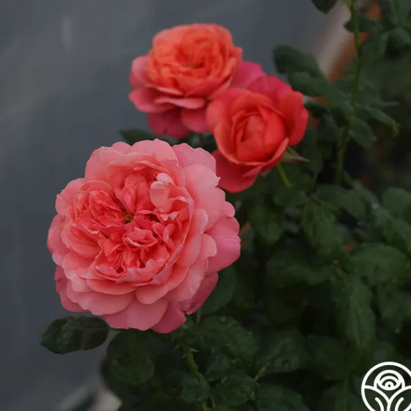 Heirloom Roses Uptown Girl™ Outlet