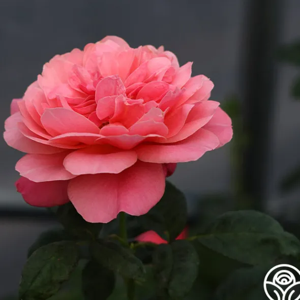 Heirloom Roses Uptown Girl™ Outlet