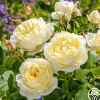 Heirloom Roses Vanessa Bell Online
