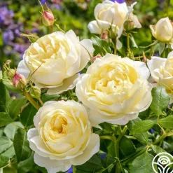 Heirloom Roses Vanessa Bell Online