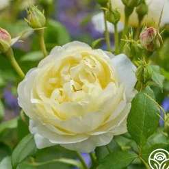 Heirloom Roses Vanessa Bell Online