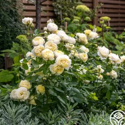 Heirloom Roses Vanessa Bell Online