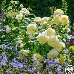 Heirloom Roses Vanessa Bell Online