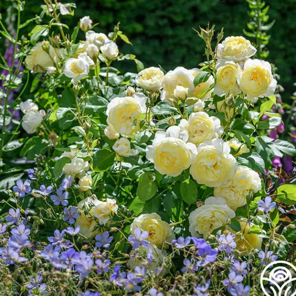 Heirloom Roses Vanessa Bell Online