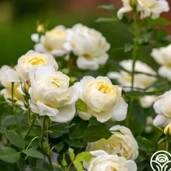 Heirloom Roses Vanessa Bell Online