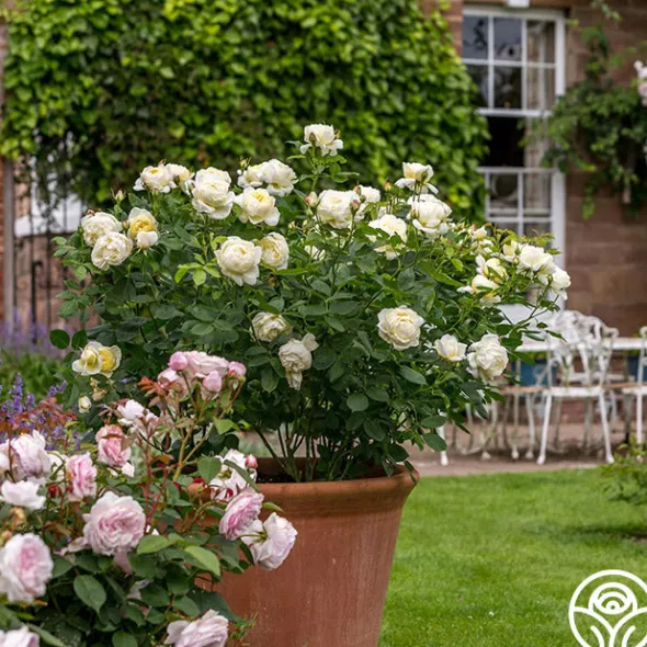 Heirloom Roses Vanessa Bell Online