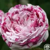 Heirloom Roses Variegata di Bologna Best