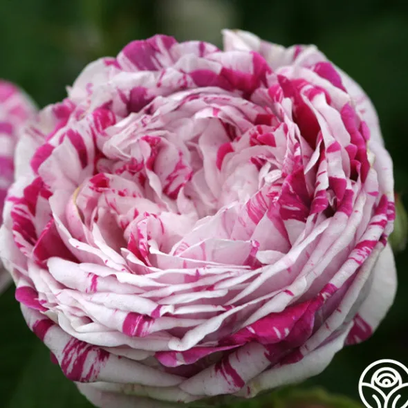 Heirloom Roses Variegata di Bologna Best