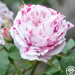 Heirloom Roses Variegata di Bologna Best