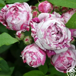 Heirloom Roses Variegata di Bologna Best