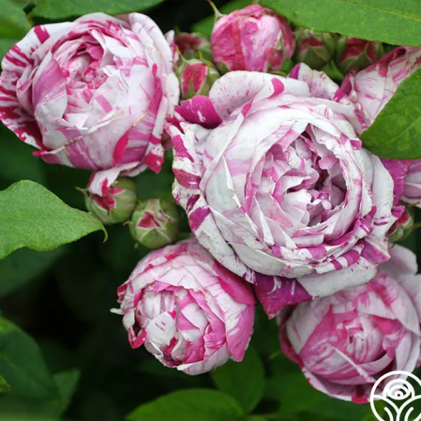 Heirloom Roses Variegata di Bologna Best