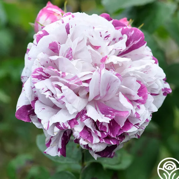 Heirloom Roses Variegata di Bologna Best