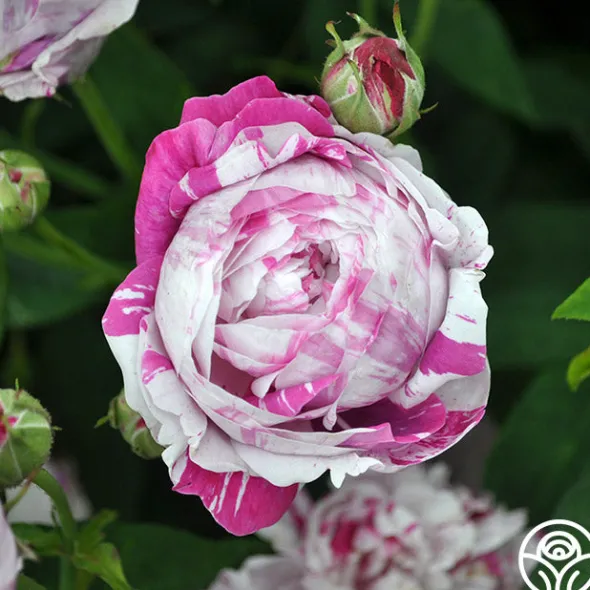 Heirloom Roses Variegata di Bologna Best