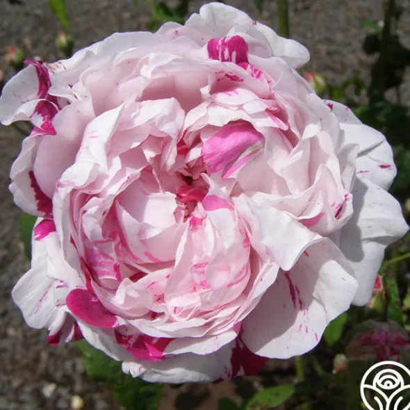 Heirloom Roses Variegata di Bologna Best
