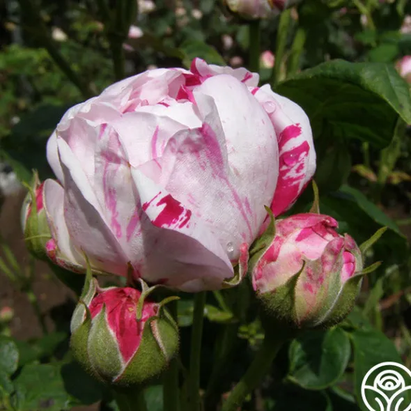 Heirloom Roses Variegata di Bologna Best