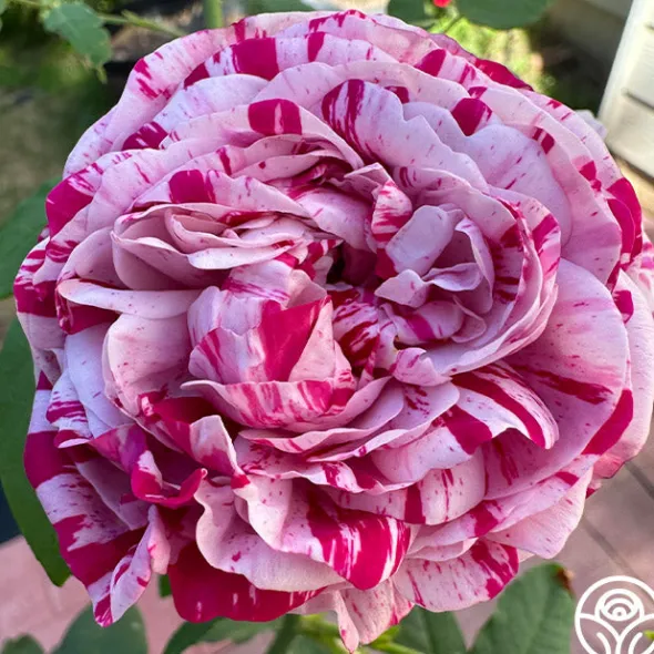 Heirloom Roses Variegata di Bologna Best