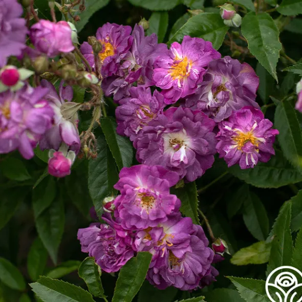 Heirloom Roses Veilchenblau