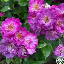 Heirloom Roses Veilchenblau