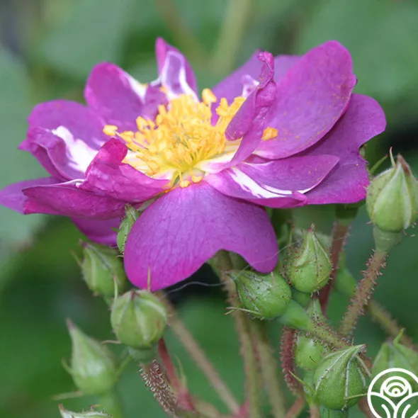Heirloom Roses Veilchenblau