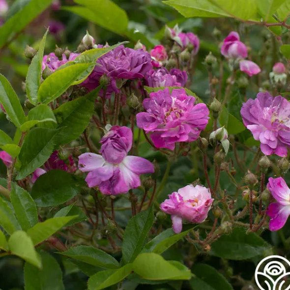 Heirloom Roses Veilchenblau