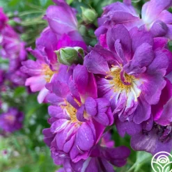Heirloom Roses Veilchenblau