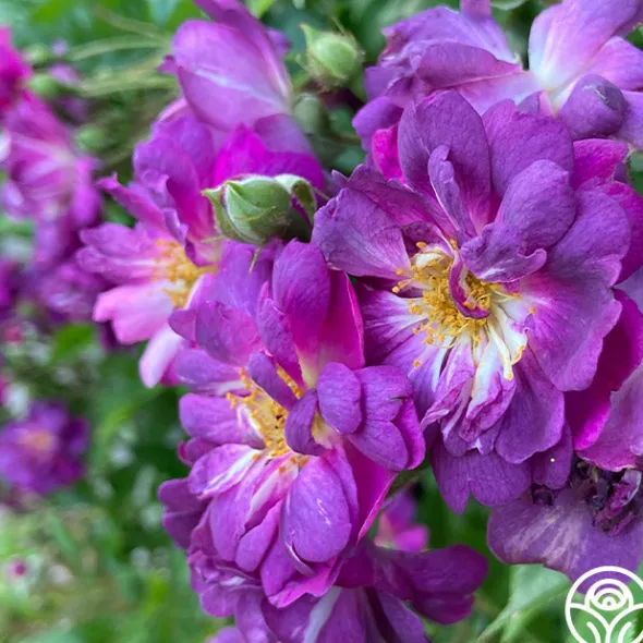 Heirloom Roses Veilchenblau