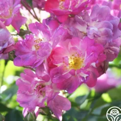 Heirloom Roses Veilchenblau