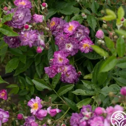 Heirloom Roses Veilchenblau