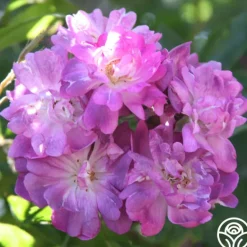 Heirloom Roses Veilchenblau