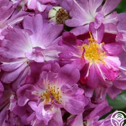 Heirloom Roses Veilchenblau