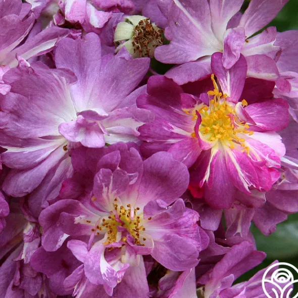 Heirloom Roses Veilchenblau