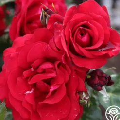 Heirloom Roses Velvet Abundance™ Best