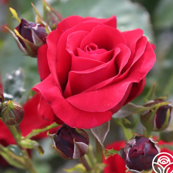 Heirloom Roses Velvet Abundance™ Best