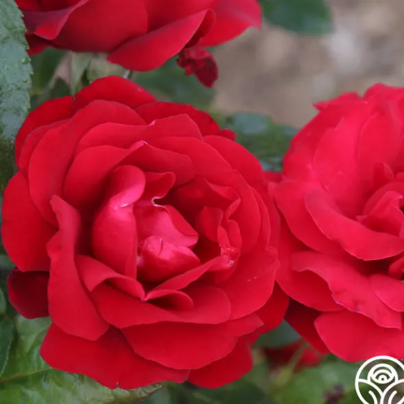 Heirloom Roses Velvet Abundance™ Best