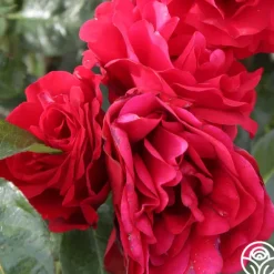 Heirloom Roses Velvet Abundance™ Best
