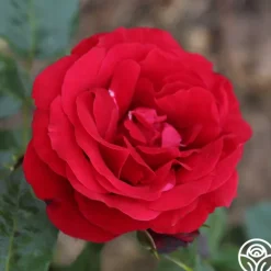 Heirloom Roses Velvet Abundance™ Best