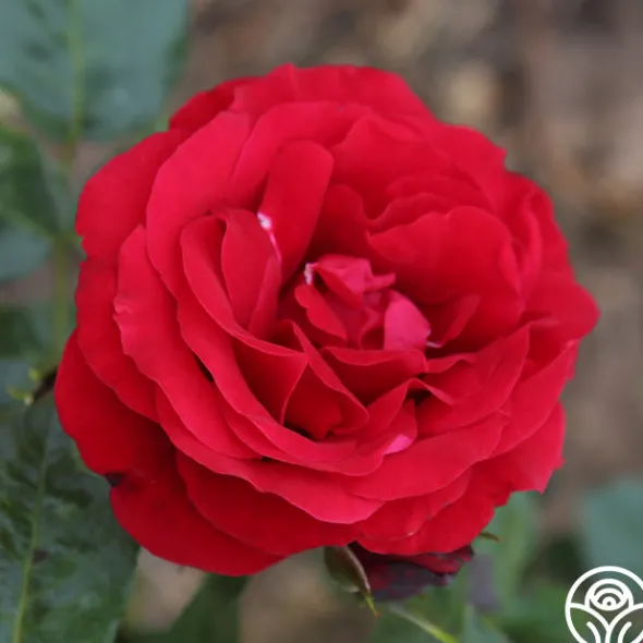 Heirloom Roses Velvet Abundance™ Best