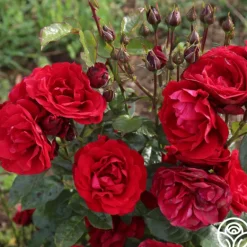Heirloom Roses Velvet Abundance™ Best