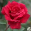 Heirloom Roses Velvet Fragrance