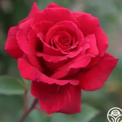 Heirloom Roses Velvet Fragrance