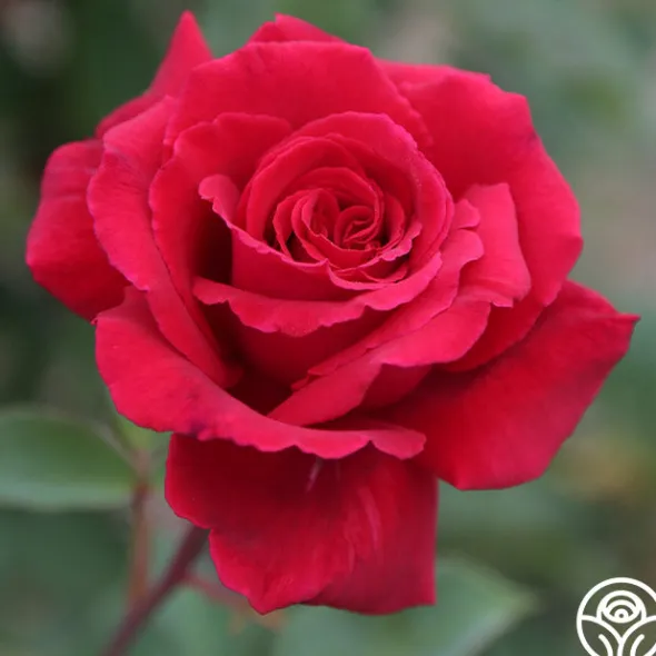 Heirloom Roses Velvet Fragrance
