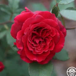 Heirloom Roses Velvet Fragrance