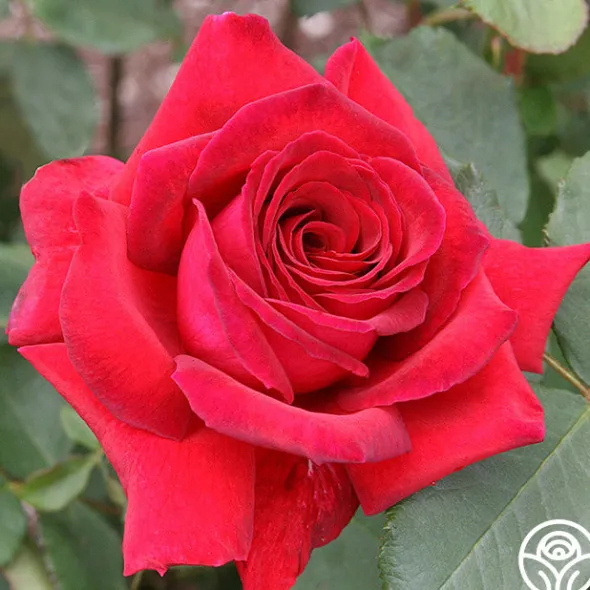 Heirloom Roses Velvet Fragrance