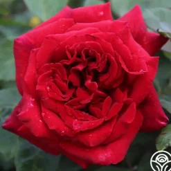 Heirloom Roses Velvet Fragrance