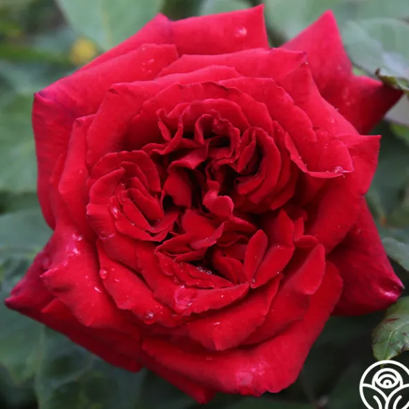 Heirloom Roses Velvet Fragrance