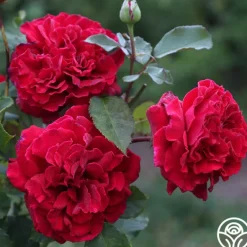 Heirloom Roses Velvet Fragrance